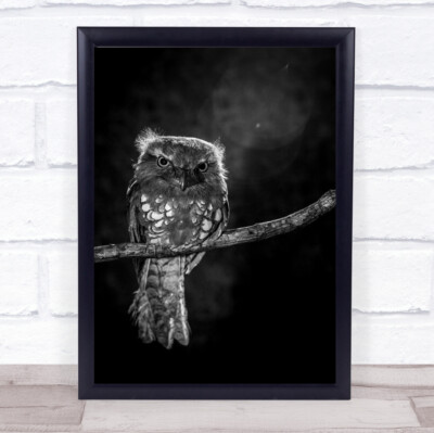 Allein in der Nacht Vogel dunkler Zweig Eule Tierwelt süß Baby Wandkunstdruck