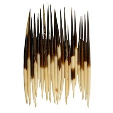 Glacier Wear African Porcupine Quills 3"-5" QTY 20 - qls1002