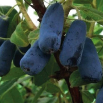 Haskap-Beere "Indigo Gem" – Extrem ertragreicher und süßer Obststrauch 2L - Bild 1 von 4
