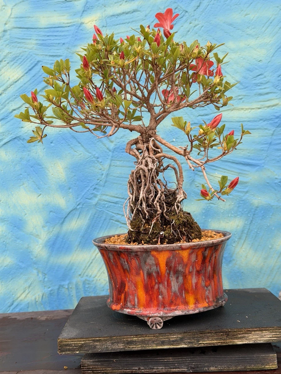 Bonsai-Azaleen (Rhododendron) online kaufen | eBay.de