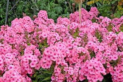 SEEDVILLE USA 100 PINK DRUMMOND PHLOX Phlox Drummondii Flower Seeds