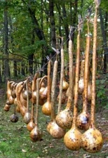 Dipper Gourd Seeds,12" long necks and bulbs with a diameter of 5-7"
