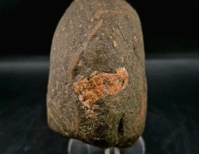 Real Permineralized Dinosaur Half Egg Embro 