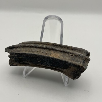Ice Age Fossil Horse Tooth Central Florida Equus Tooth