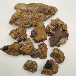 CRETACEOUS MATRIX MEDLEY TEETH BONES COPROLITE
