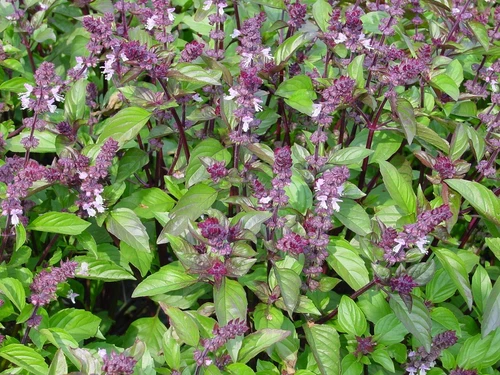 Basil Seeds-Organic/ Heirloom/ Cinnamon - Genovese - Lemon or Thai / grown in MN