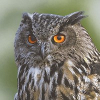 20 Servietten Woodland Owl Eule VöGel Tiere Wald BäUme Natur Grau Braun 33X33Cm