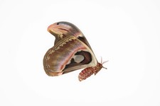 【Saturniidae】Attacus atlas atlas  Specimen | Female| A1 (Breed) TW2