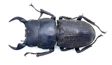 Lucanidae, Dorcus ritsemae volscens, A2, 34 mm, Borneo, #LD642