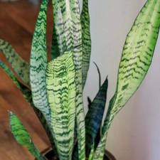 Snake Plant Clean Air Purifier, 3 Live 8-12" Mother-in-law Tongue Sansevieria
