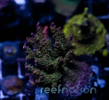 POTO Side Chick ReefNation  Coral Frag SPS Zoa LPS Paly Polyps