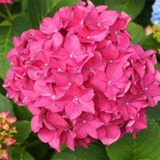 Hydrangea macrophyll​a 'King George' In 2L Pot, Large Heads Of Rose-Pink Flowers