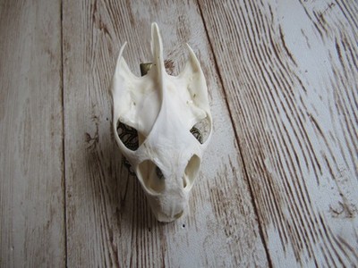 Red Slider Turtle Skull Top Hair Barrett/Clip Animal Bone Jewelry N5045