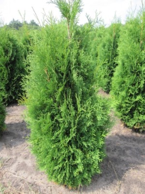 thuja green giant Thuja Green Giant Arborvitae – Freedom Farms and Market main image 0