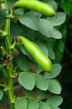 Broad Bean Imperial Long Pod Seeds – 300 Seeds – Garden Bean – JustSeed