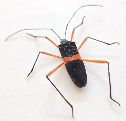 TS2- 687 Coreidae - 第 3/3 張圖片