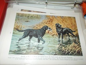 Walter A. Weber Curly-Coated & Flat-Coated Retriever bookplate 1947 National Geo