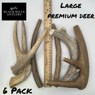 BLACK HILLS ANTLERS Large Premium Deer Antler Dog chew 6 Pack