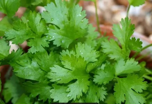 Herb plants, garden ready, 9cm pots lots of choice - Picture 141 of 298