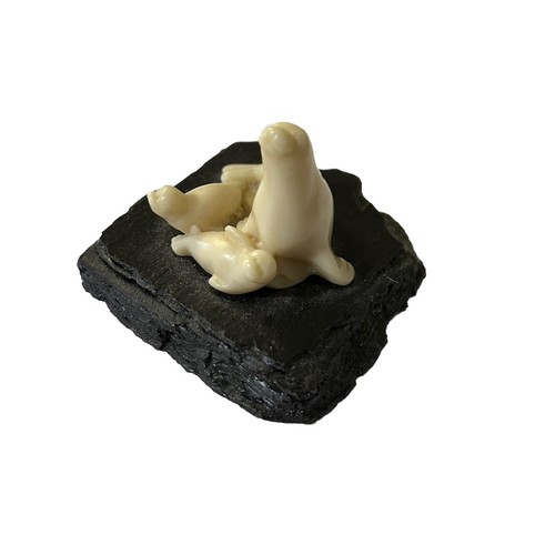 Seals / Focas - Picture 5 of 5