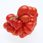 Tomato Reisetomate, 50 seeds | TSC: Heirloom & OP seeds, non GMO, Untreated