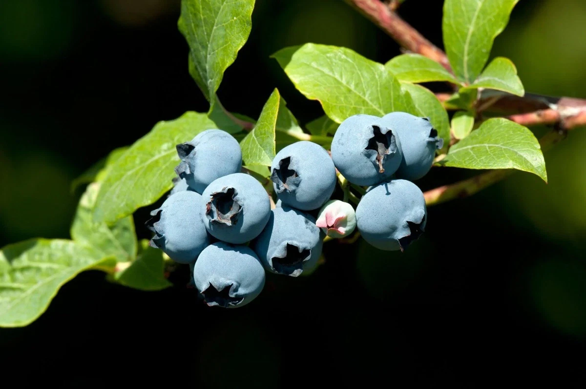 blueberry njoy pods ebay Shop Our RELX Vaping Products from MyVaporStore Today main image 1