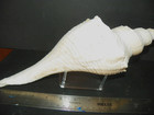 HEMIFUSUS COLOSSEUS KNOBBED var. ( COLOSSAL FALSE FUSUS ) — photo 3