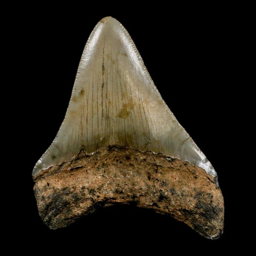 Dent de requin mégalodon de qualité 2,8" fossile dentelé âge naturel du Miocène certificat d'authenticité - Photo 6/7