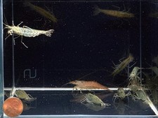 10 1 AMANO ALGAE EATER - Freshwater S-M size Aquarium Shrimp. Live Guarantee