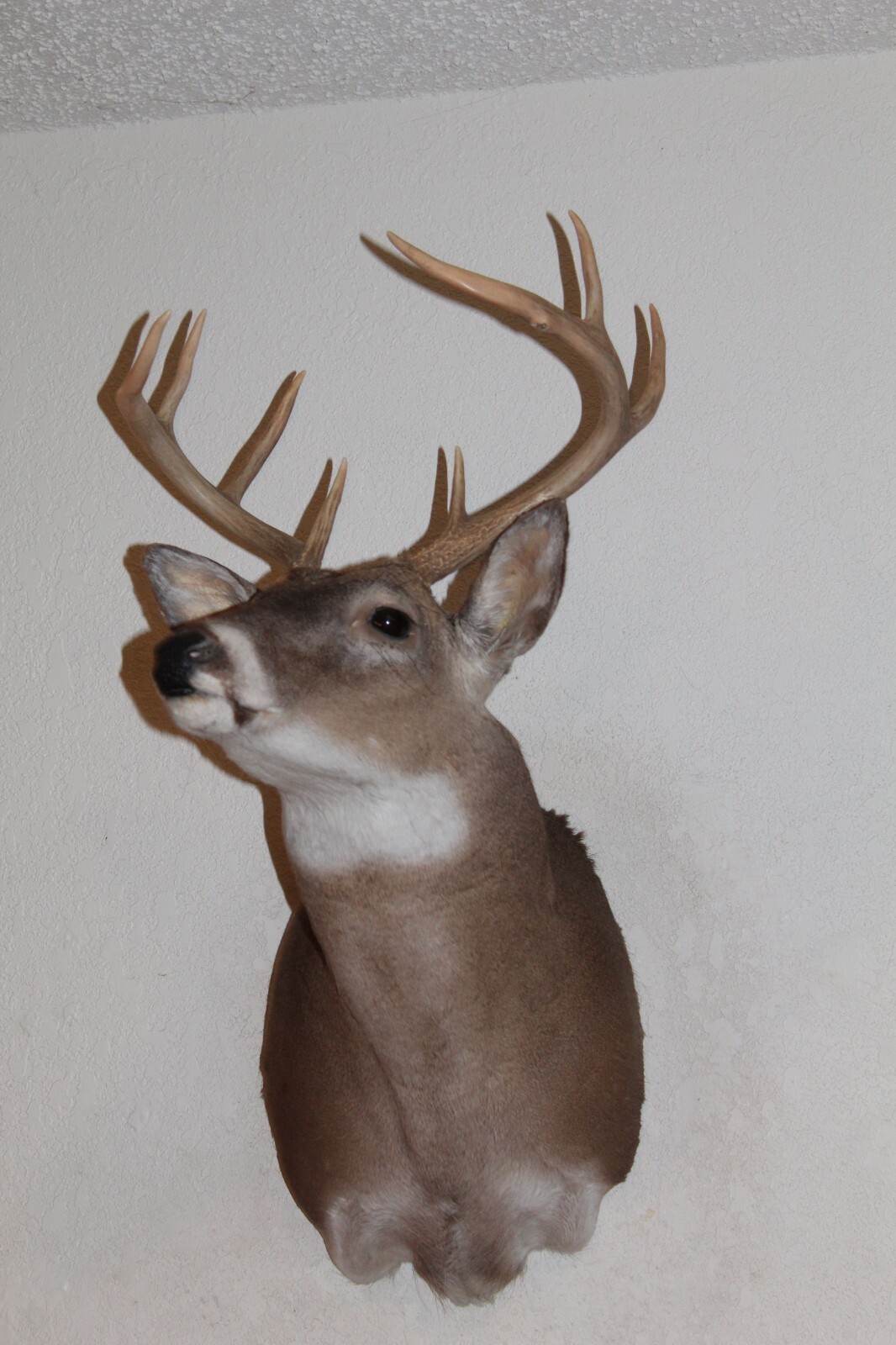 Whitetail Deer Head Shoulder Mount Taxidermy Cape Shed Antler Hunt Mule Rack