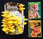 Malaysia Medicinal Mushrooms 2026 Food Fungi (stamp + ms) MNH *embossed *unusual