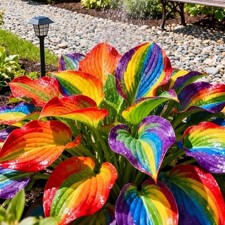 100PCS Rainbow Hosta Seeds – Colorful Perennial Shade Loving Foliage