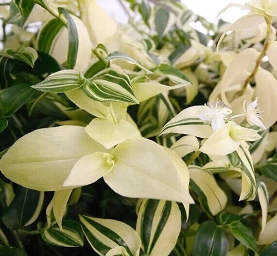 Tradescantia fluminensis sub. variegata esquejes - Imagen 3 de 4