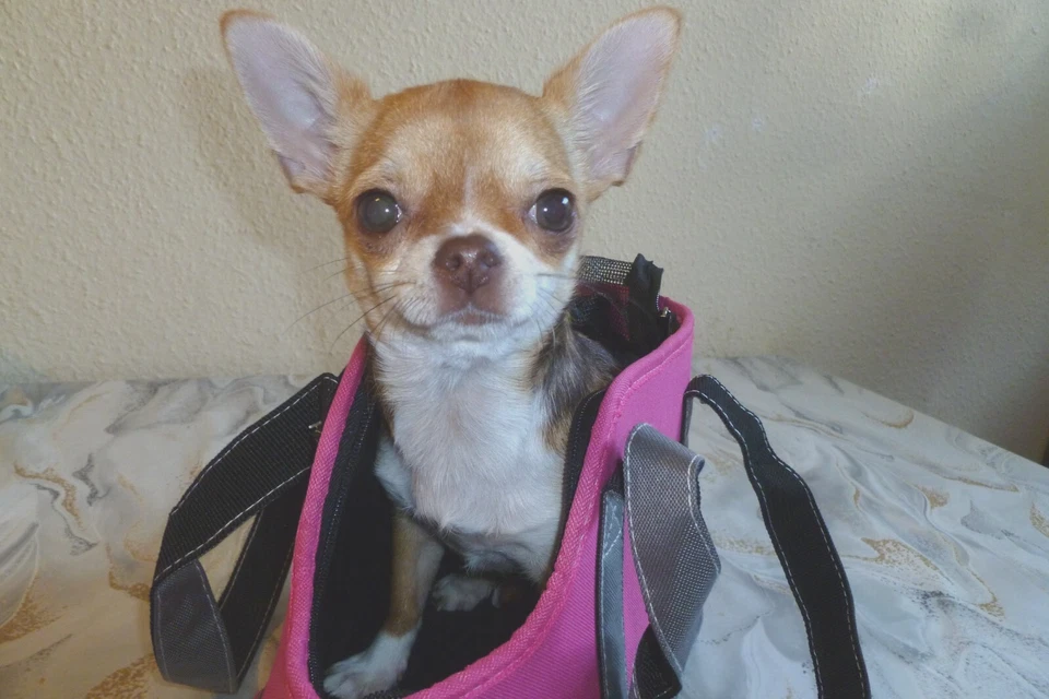 Hundetragetasche  Transporttasche für Minihunde(Chihuahua) Trixie  Neu - Bild 4 von 4