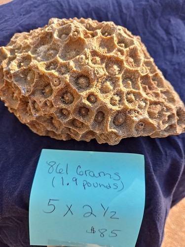 Fossilized Colonial Rugose Coral.  Paleozoic Period
