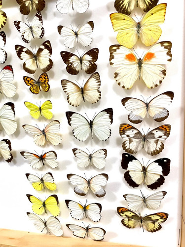 Insect Butterfly Nymphalidae African Crafts-Mixed Lot of 75 African Butterflies!