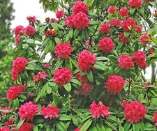 Rhododendron arboreum | Tree Rhododendron | 150 Seeds
