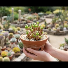 500 Rabbit Succulent Seeds – Unique Spiral-Stem Bunny Ears Plant for Containers