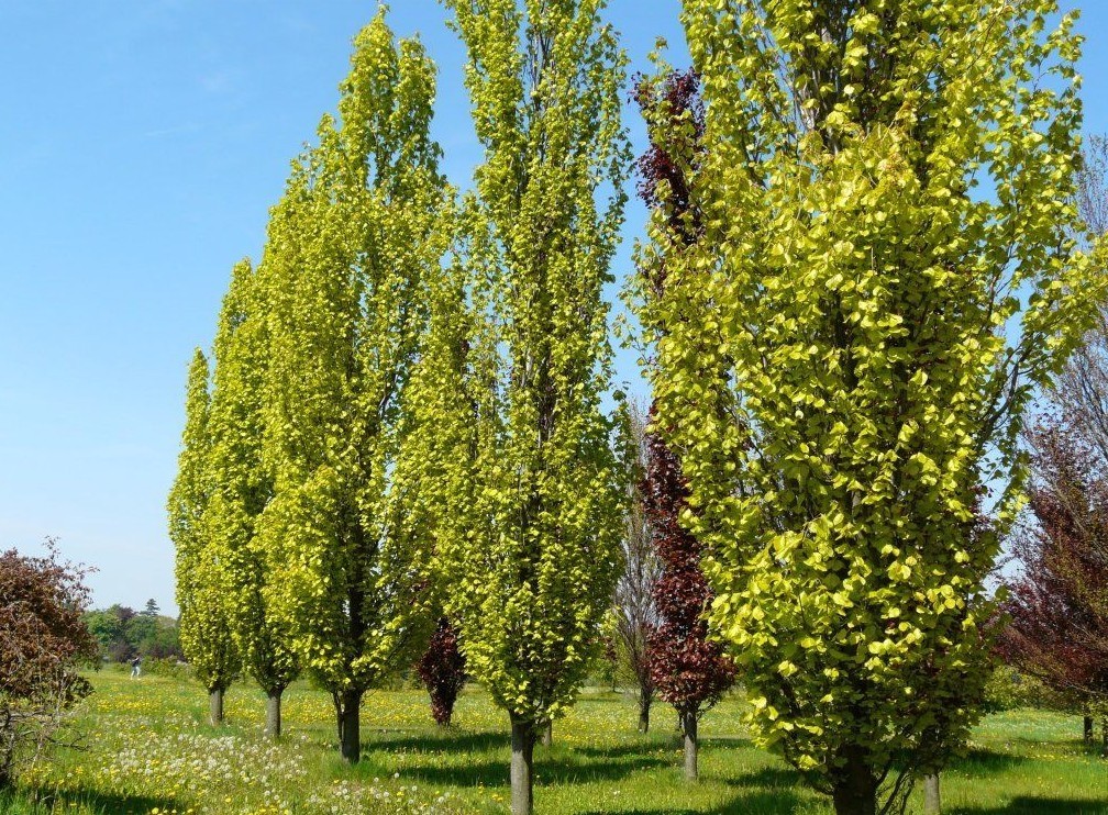 Fagus sylvatica Dawyck Gold / Upright Beech tree, Peat Free, 3Ltr 75-100cm  | eBay
