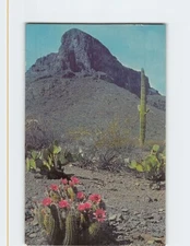 Postcard Hedgehog Cactus  Early in the desert springtime