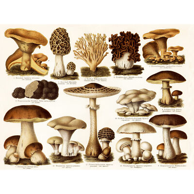 Meyers Lexikon essbare Pilze Enzyklopädie Seite großer Wandkunstdruck 18 x 24 Zoll