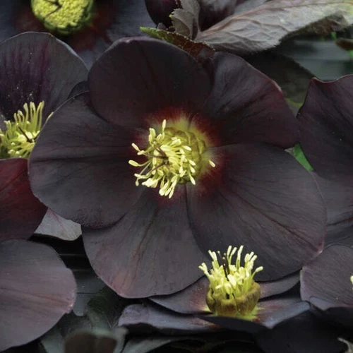 Hellebore Plants - New York Night