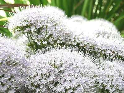 25 White Throatwort Trachelium Caeruleum Flower Seeds Gift Comb S H Ebay