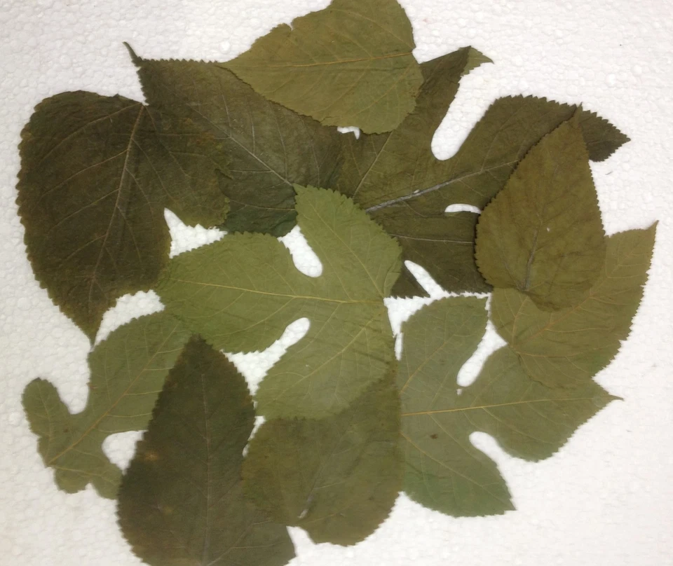 Maulbeerblätter - Futter für Garnelen, Krebse, Schnecken & Co versandkostenfrei