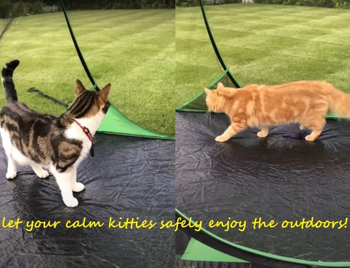 Instant Pop up Screen Tent for Camping, Noseeum Netting Has Finer Mesh than a Mo - Picture 7 of 12