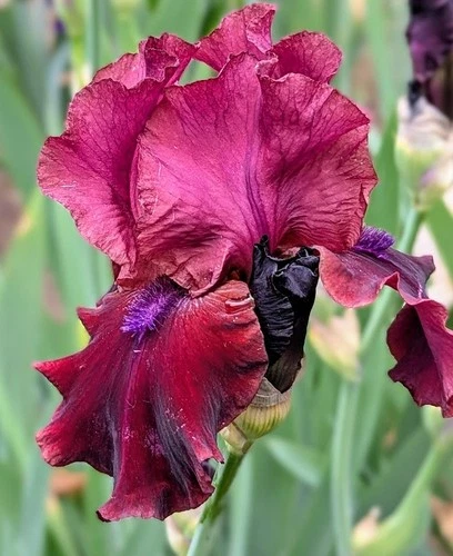'Redneck Girl' TB  Bearded  Iris Rhizome PRE-SALE to Ship Aug/Sept
