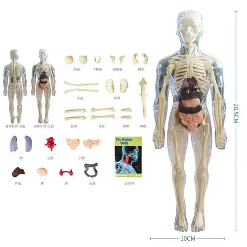 Simulation Human Skeleton Model Body Anatomy Model Teaching Props 3D ...