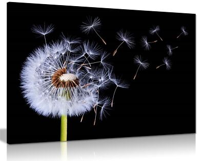 Weiße Pusteblüte Wind geblasen gerahmtes Leinwandbild Wandbild Wohndeko