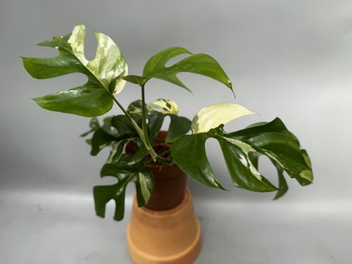 monstera minima variegata albo 🔥! No. 1 - Imagen 3 de 8