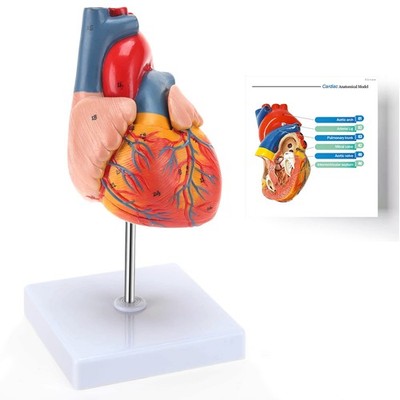 RONTEN Human Heart Model, Heart Model, 2-Part Life Size Anatomically Accurate Nu